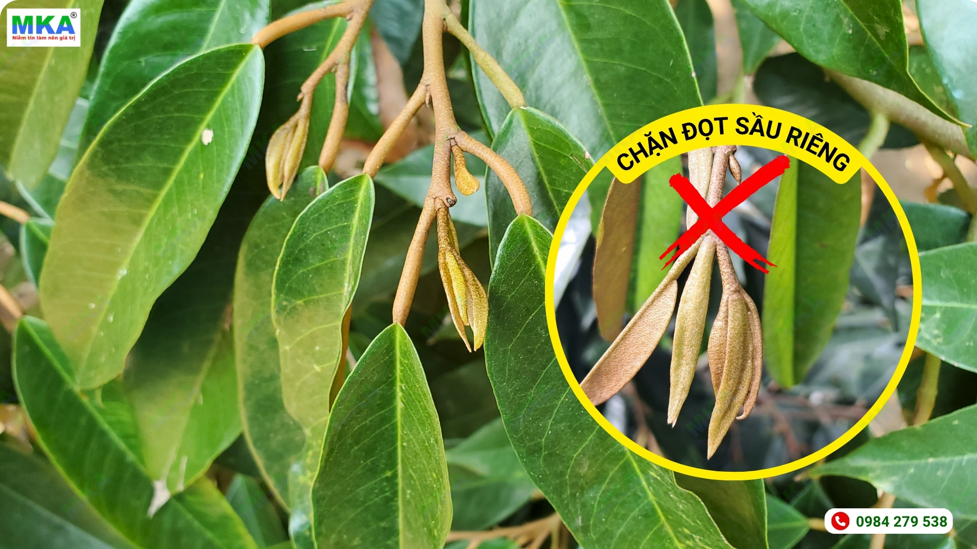 Cách chặn đọt sầu riêng